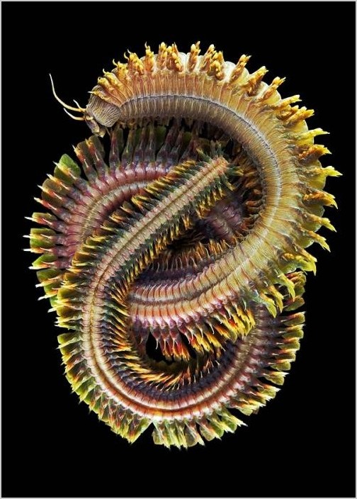 Фотограф Александр Семёнов — Морские черви