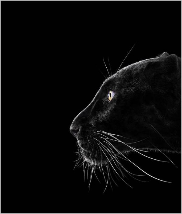 Фотограф Brad Wilson портреты диких кошек