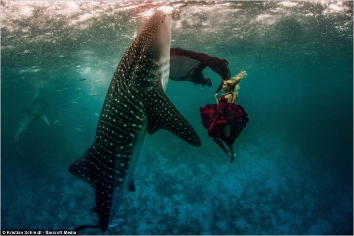 Фотосессия с акулами (фотограф Shawn Heinrichs)
