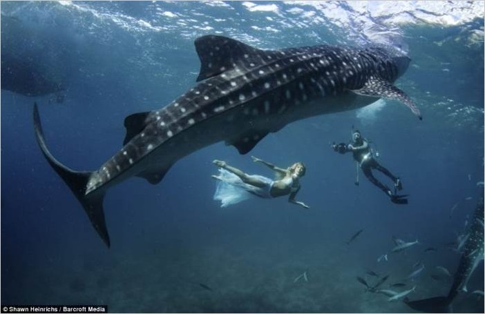 Фотосессия с акулами (фотограф Shawn Heinrichs)
