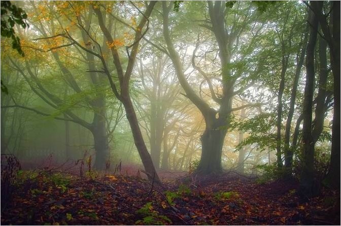 Красивые фотографии леса. Janek Sedlar