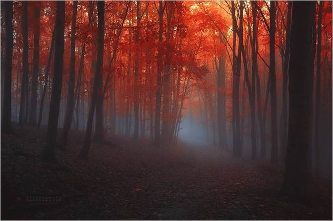 Красивые фотографии леса. Janek Sedlar