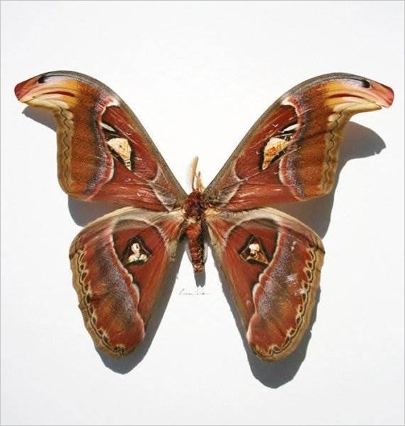 Рисунки на крыльях бабочки Hasan Kale