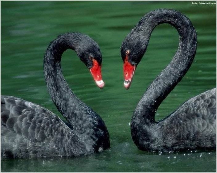 Чёрные лебеди красивое фото