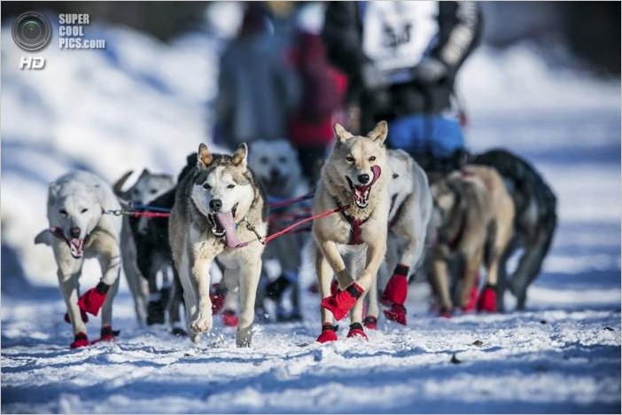 Гонки на собачьих упряжках 2014 Идитарод (Аляска, 15 фото)