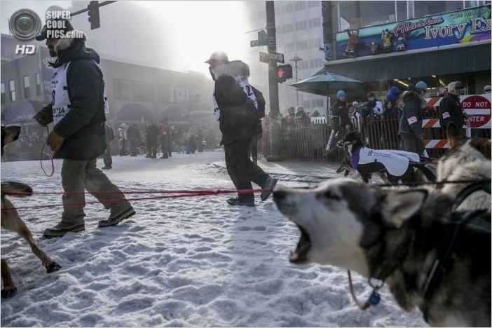 Гонки на собачьих упряжках 2014 Идитарод (Аляска, 15 фото)
