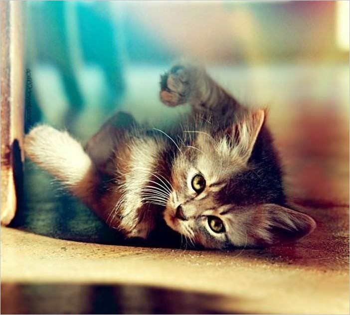 Самые красивые фото котиков (20 фото)