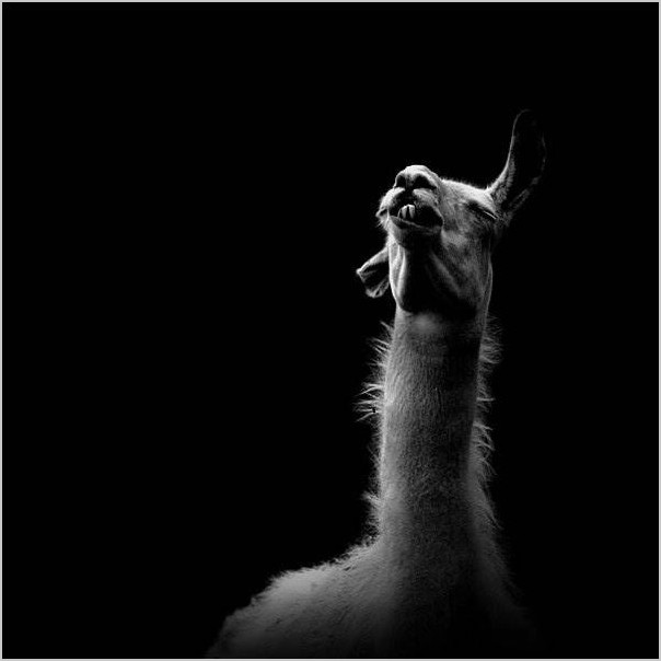 Чёрно-белое фото животных от Nicolas Evariste