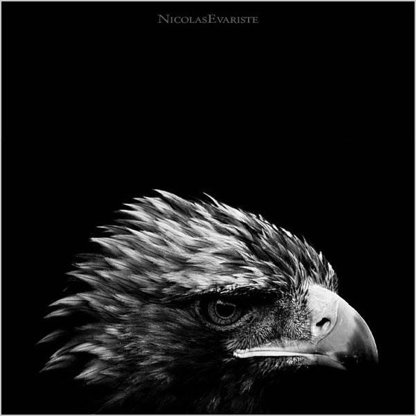 Чёрно-белое фото животных от Nicolas Evariste