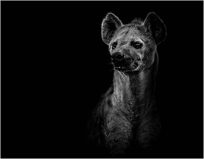 Чёрно-белые фото животных, фотограф Ed Hetherington