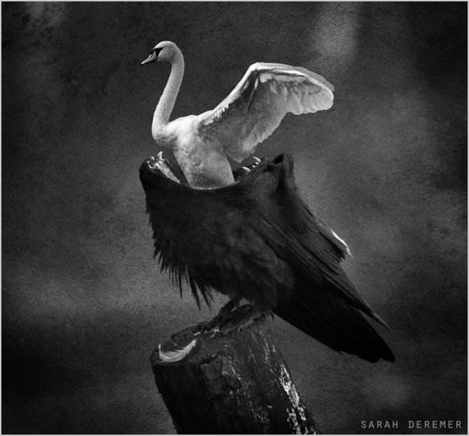 Чёрно-белый сюрреализм фотохудожницы Sarah DeRemer