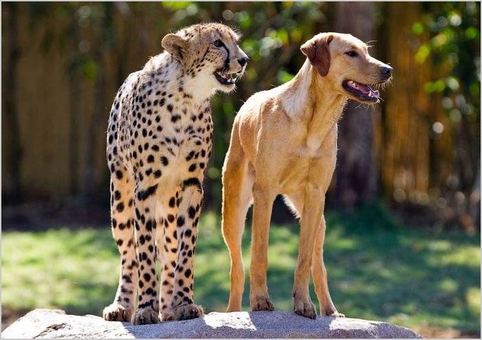 Дружба гепардов и собак в зоопарке Сан–Диего