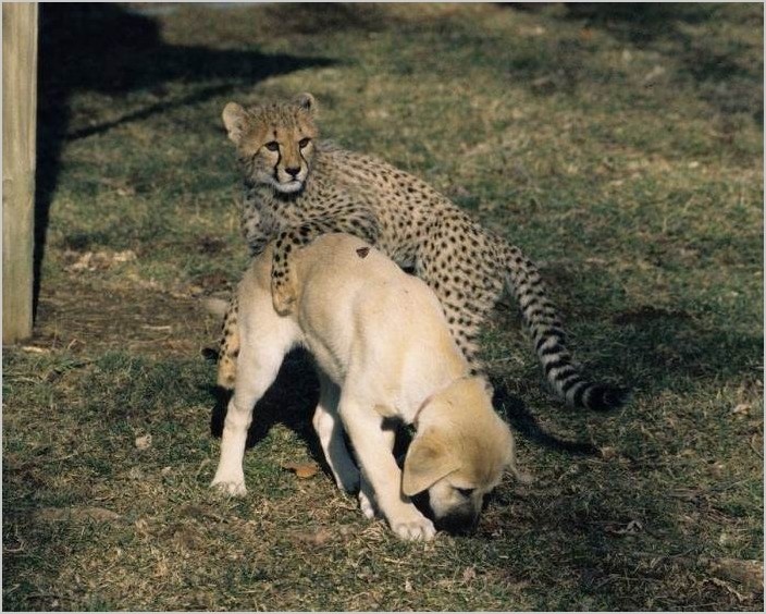 Дружба гепардов и собак в зоопарке Сан–Диего