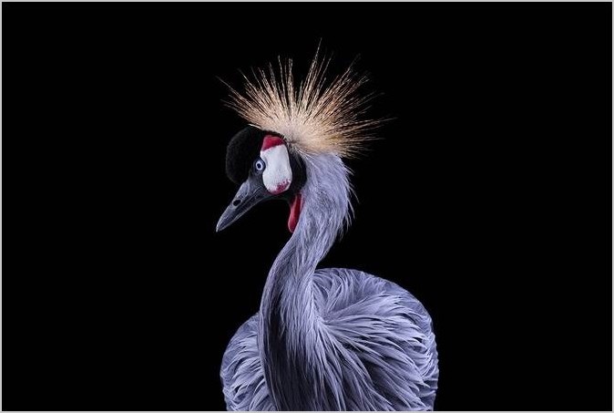 Фотограф Brad Wilson портреты птиц