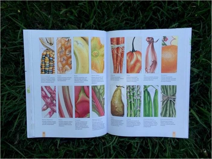 Портреты фруктов и овощей: руководство по рисованию акварелью