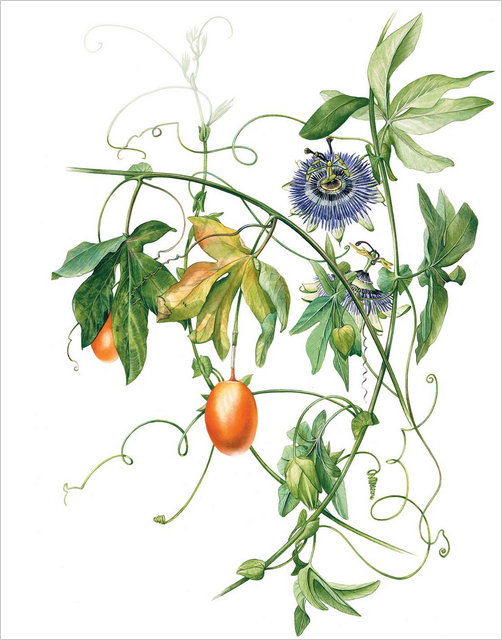 Портреты фруктов и овощей: руководство по рисованию акварелью