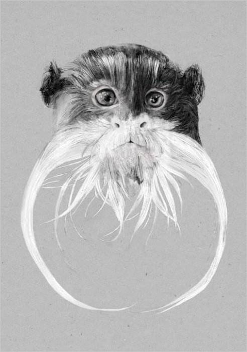 Рисунки животных Jamie Mitchell