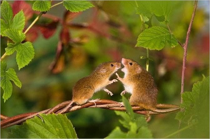 Такая сложная жизнь полевой мышки