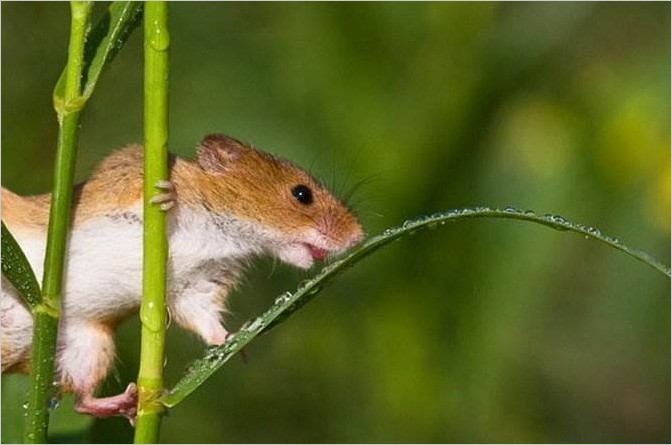 Такая сложная жизнь полевой мышки