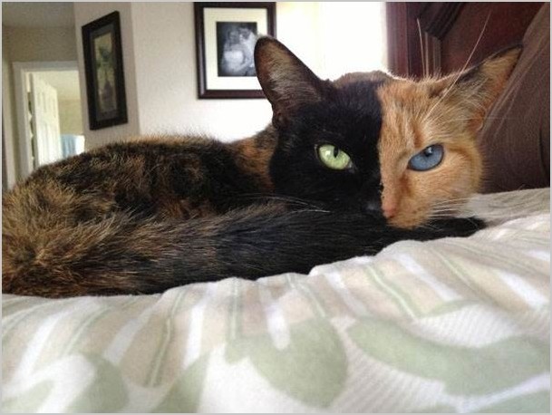 Двуликая кошка Венера фото