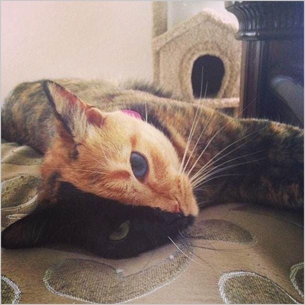 Двуликая кошка Венера фото