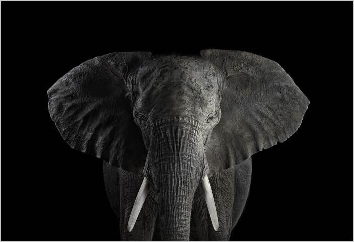 Фотограф Брэд Уилсон портреты животных