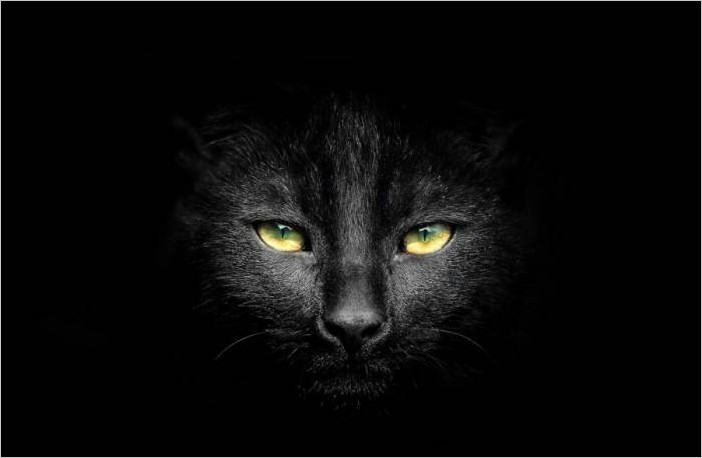 Самые чёрные кошки