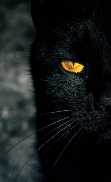 Самые чёрные кошки