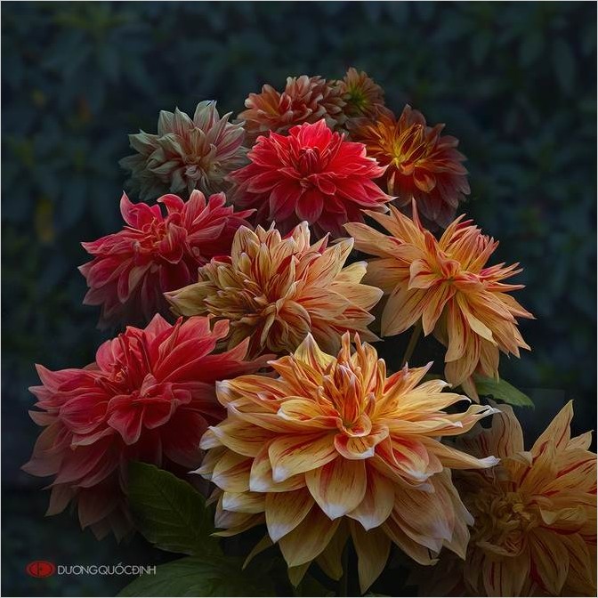Макрофотографии цветов Duong Quoc Dinh