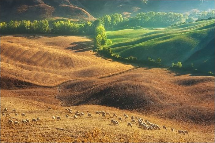 Овечьи стада в Тоскане, фотограф Мартин Собас