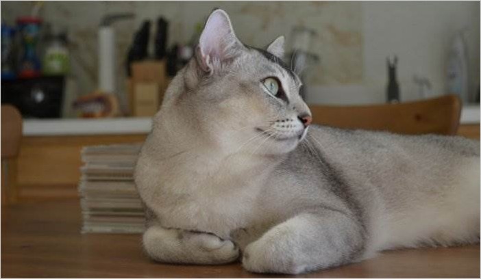 Самые красивые породы кошек (22 фото)