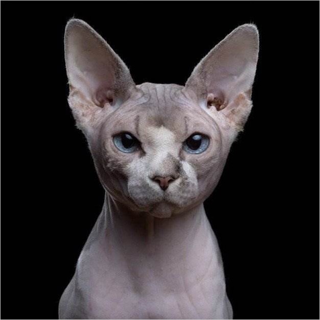 Самые красивые породы кошек (22 фото)