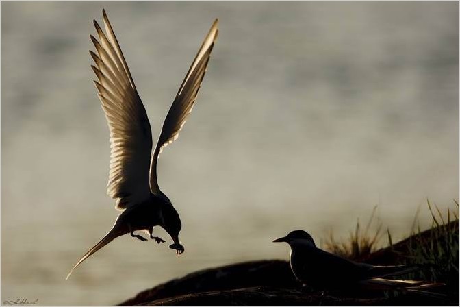 Фотограф птиц Hermann Hirsch