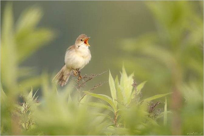 Фотограф птиц Hermann Hirsch