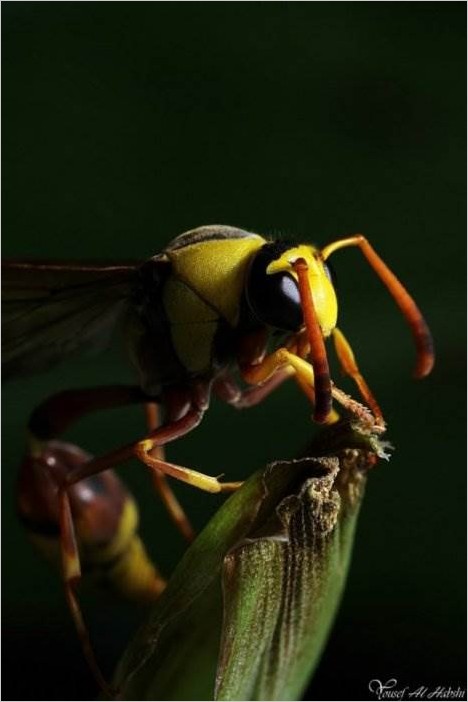 Макрофотография насекомых от Yousef Al Habshi