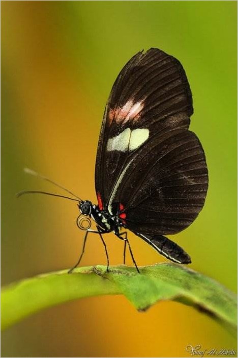 Макрофотография насекомых от Yousef Al Habshi