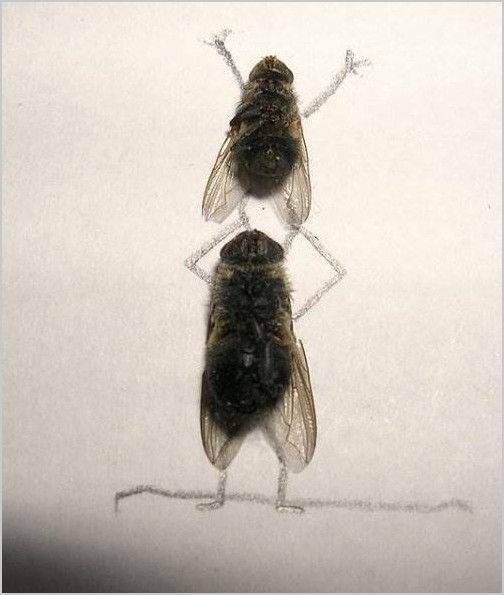 Fly Art мухи от Magnus Muhr