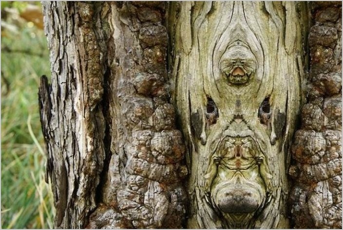 Фотограф Элайдо Турко — Сказочные деревья