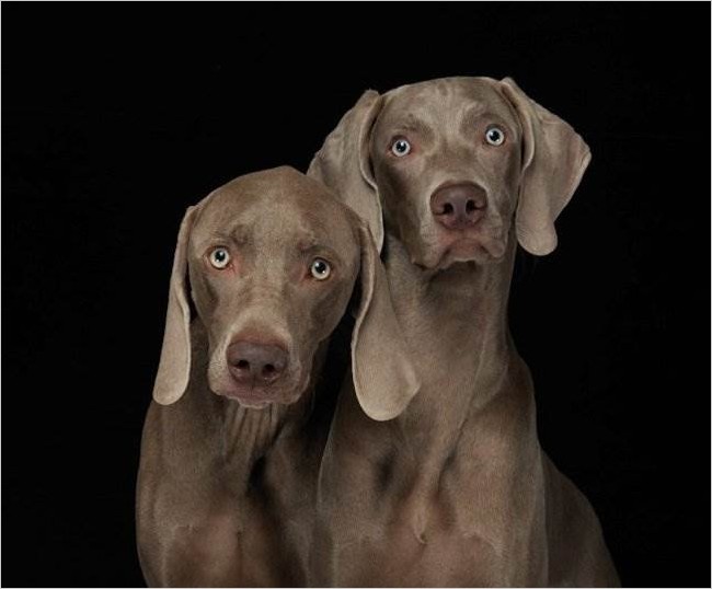 Фотограф William Wegman и его собаки