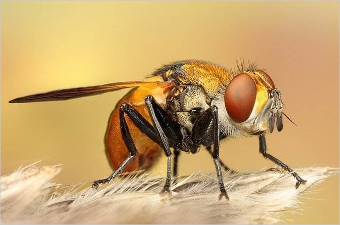 Макро насекомые от Ondrej Pakans