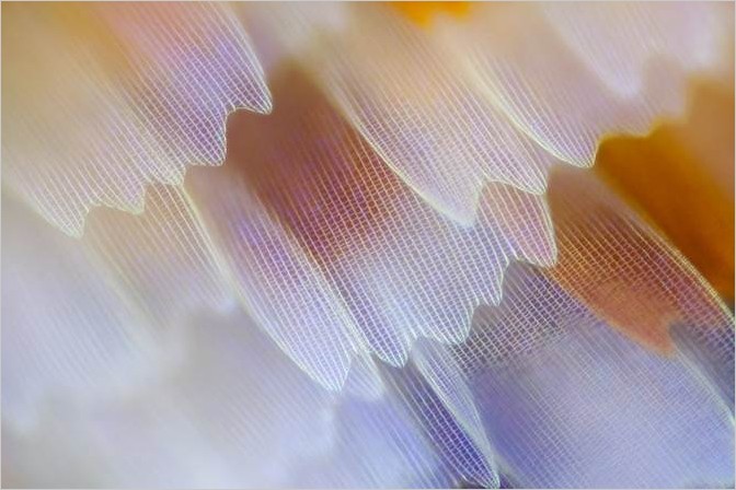 Макрофотография крыльев бабочек. Фотограф Linden Gledhill
