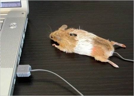Самые необычные компьютерные мыши (14 фото)