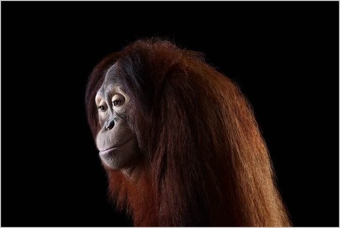 Фотограф Brad Wilson портреты обезьян