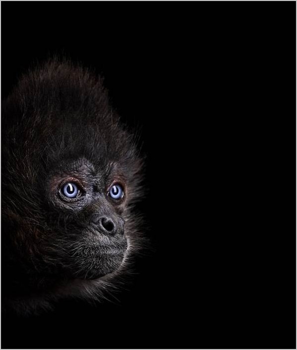 Фотограф Brad Wilson портреты обезьян