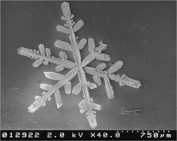 Снег под микроскопом (23 фото)