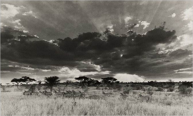 Природа Танзании. Фотограф Aernout Overbeeke