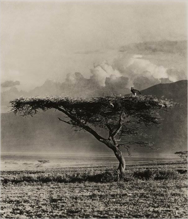 Природа Танзании. Фотограф Aernout Overbeeke