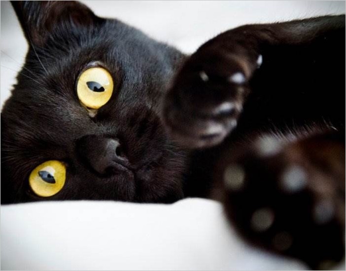 Самые красивые чёрные кошки (15 фото)