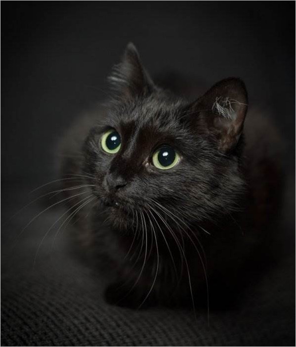 Самые красивые чёрные кошки (15 фото)