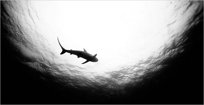 Фотограф Jorge Cervera Hauser — Акулы